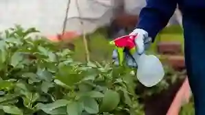 Insecticida Orgánico