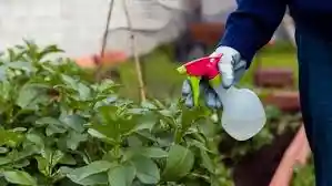 Insecticida Orgánico