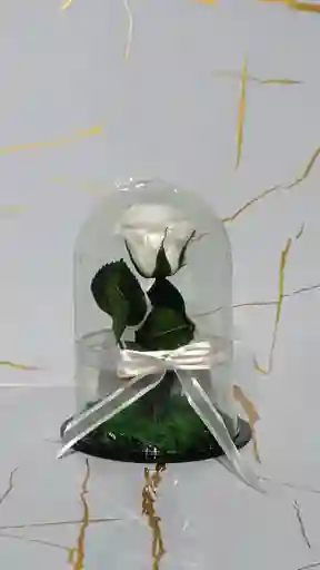 Mini Cápsula De Rosa Blanca Eterna