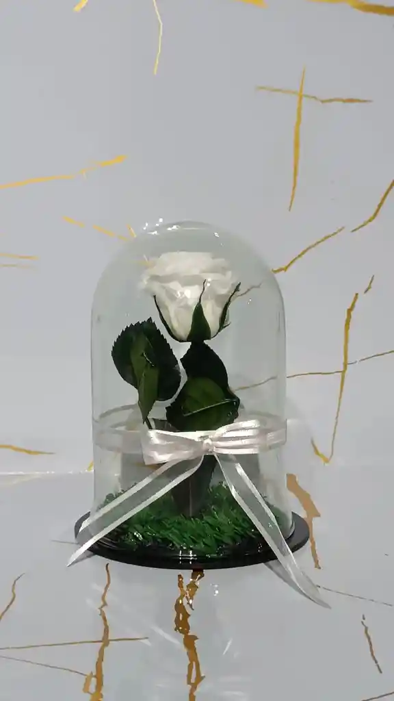 Mini Cápsula De Rosa Blanca Eterna