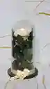 Capsula De Rosa Blanca Eterna