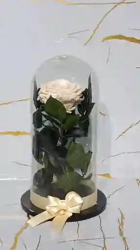 Capsula De Rosa Blanca Eterna