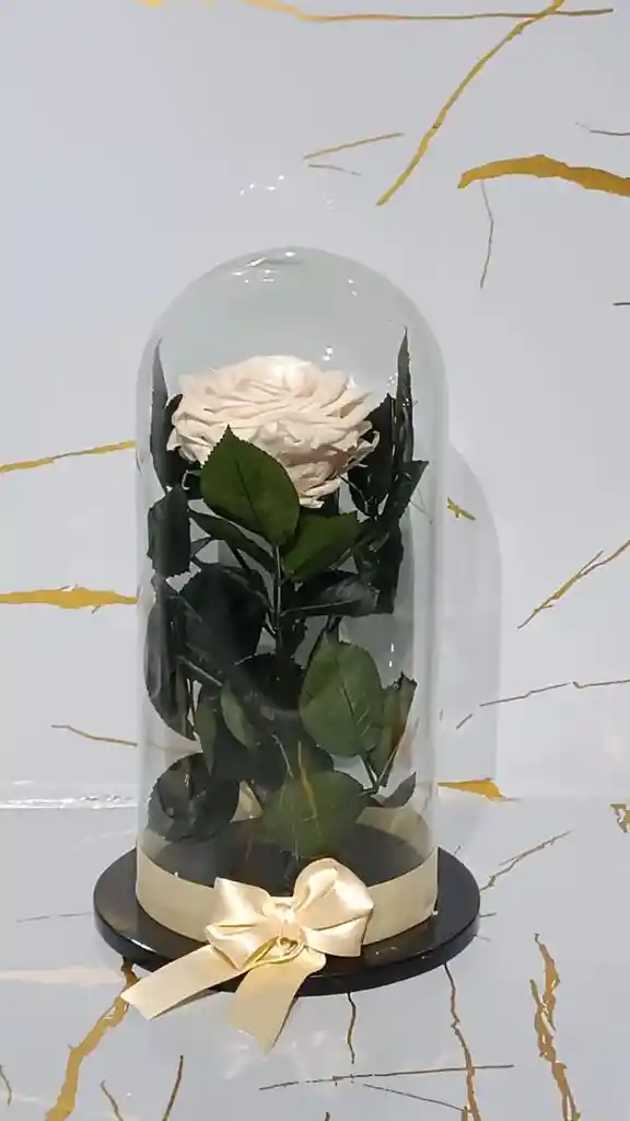 Capsula De Rosa Blanca Eterna