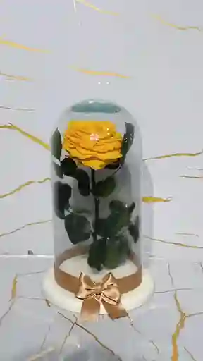 Cápsula De Rosa Amarilla Eterna