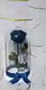 Capsula De Rosa Azul Eterna
