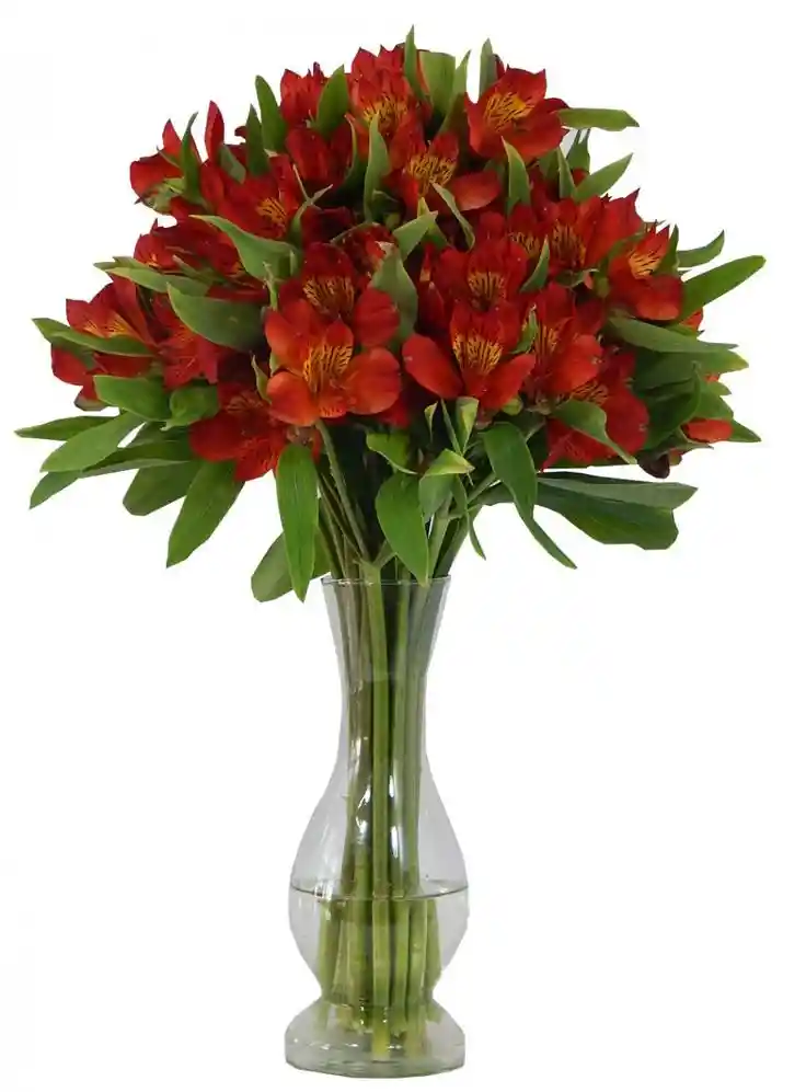 Jarrón De Astromelia Rojo