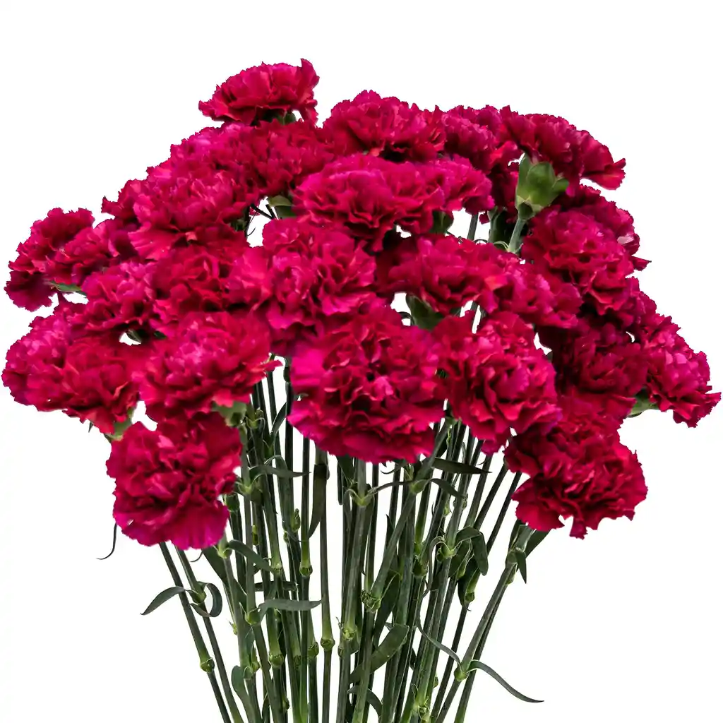 Bouquet De Clavel Fuscia