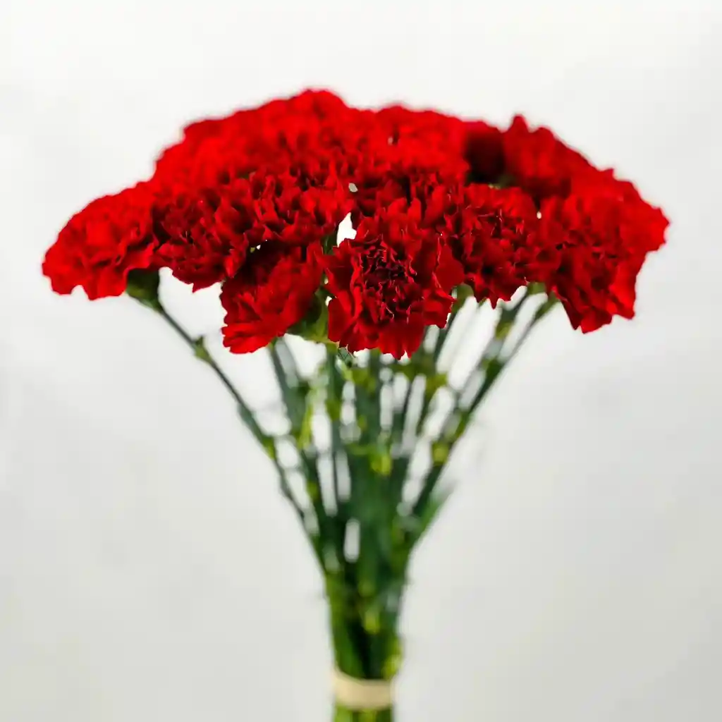 Bouquet De Clavel Rojo