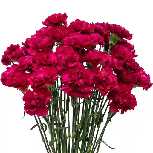 Bouquet De Clavel Fuscia