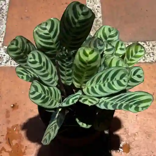 Calathea Freddie