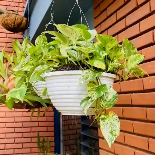 Pothos En Canasta Grande