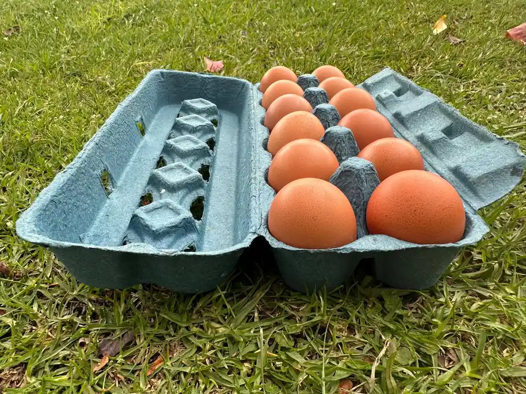 Huevos Tradicionales A X 12
