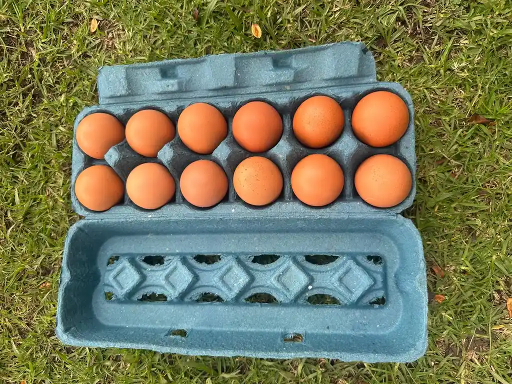 Huevos Tradicionales A X 12