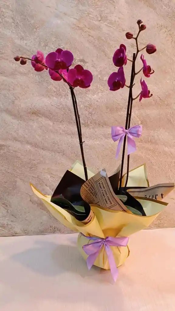 Planta Orquidea Phalaenopsis 2 Varas