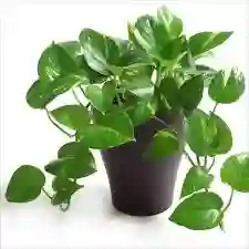 Planta Miami O Pothos