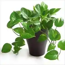 Planta Miami O Pothos
