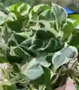 Planta Miami O Pothos