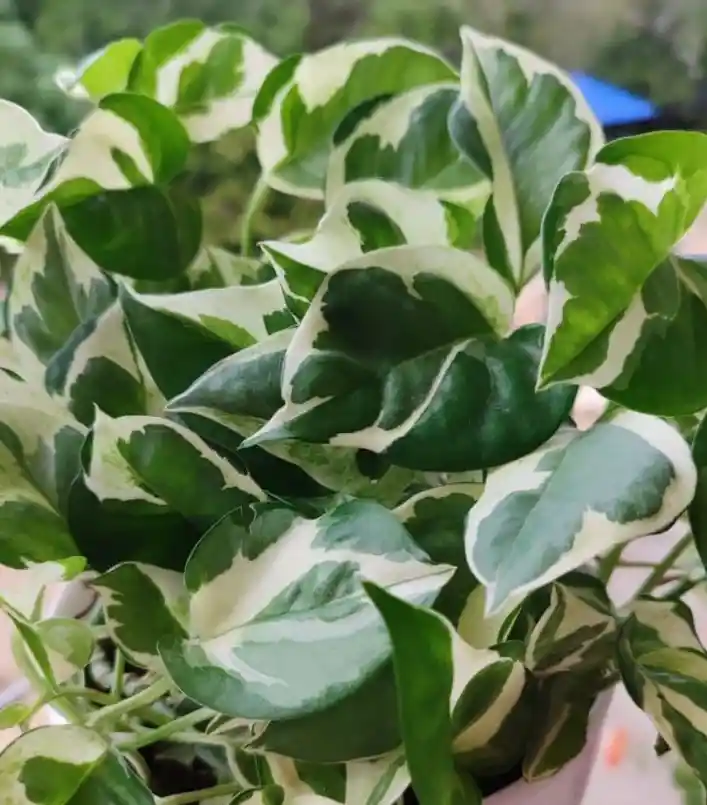 Planta Miami O Pothos