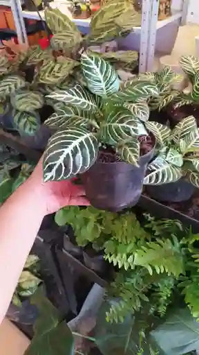 Planta Aphelandra Verde