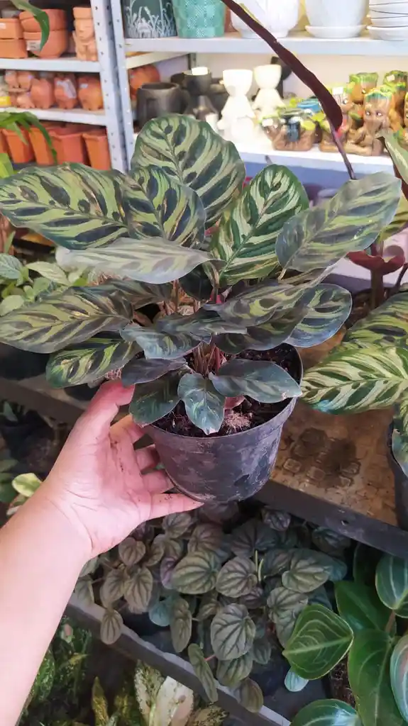 Planta Calatea Papelito