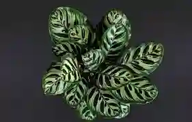 Planta Calatea Papelito