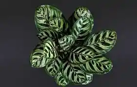Planta Calatea Papelito