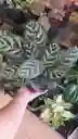 Planta Calatea Papelito