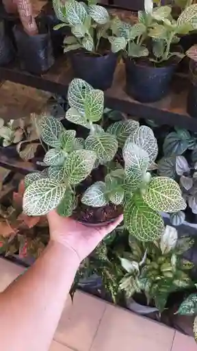 Planta Fittonia O Encaje