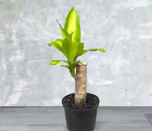 Planta Tronco De La Felicidad X 1 P14