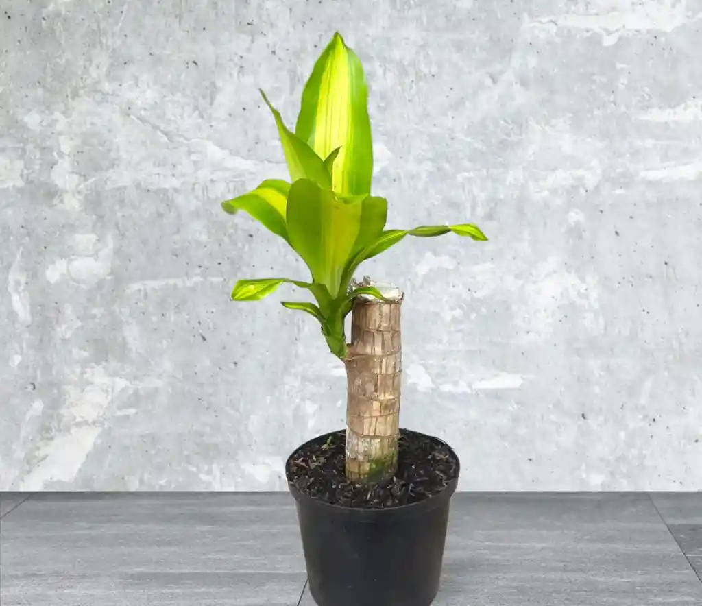 Planta Tronco De La Felicidad X 1 P14