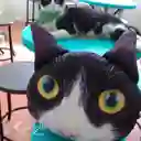 Cojín Cara De Gato Bicolor