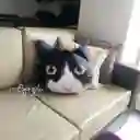 Cojín Cara De Gato Bicolor