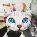 Cojín Cara De Gato Ojos Azules