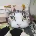 Cojín Cara De Gato Ojos Amarillos