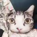 Cojín Cara De Gato Ojos Amarillos