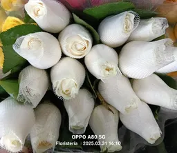 Rosas Blancas