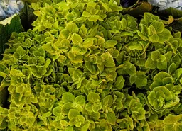 Hortensias Verdes