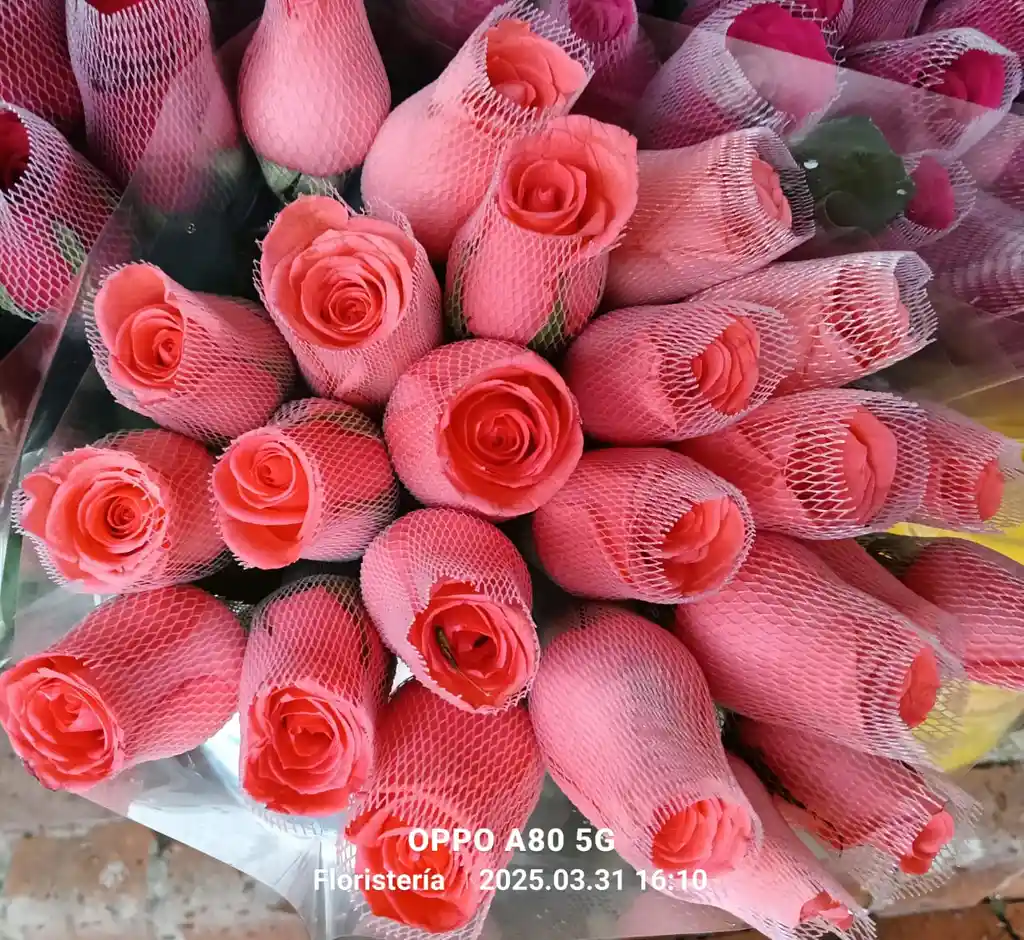 Rosas Salmon