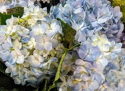 Hortensias Azules