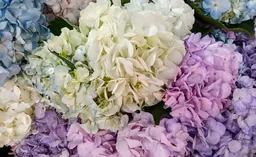 Hortencias De Colores