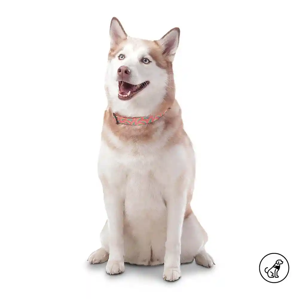 Collar Ajustable Mylu L