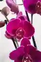 Orquidea 1 Vara De Regalo Del Cultivador