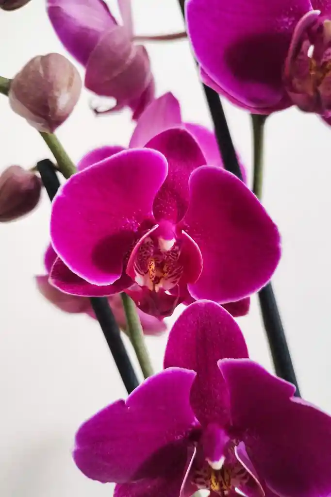 Orquidea 1 Vara De Regalo Del Cultivador