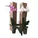 Orquidea 1 Vara De Regalo Del Cultivador