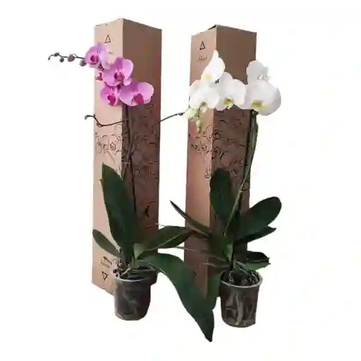 Orquidea 1 Vara De Regalo Del Cultivador