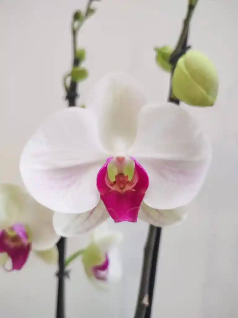 Orquidea De 1 Vara Blanca