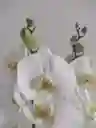 Orquidea De 1 Vara Blanca