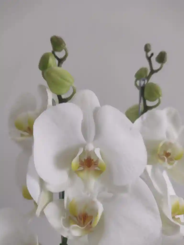 Orquidea De 1 Vara Blanca