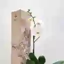 Orquidea De 1 Vara Blanca