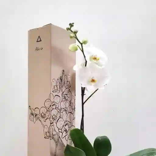 Orquidea De 1 Vara Blanca